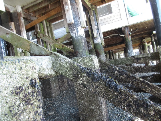 Barnacle-covered foundation supports and timber piles beneath the waterfront house.